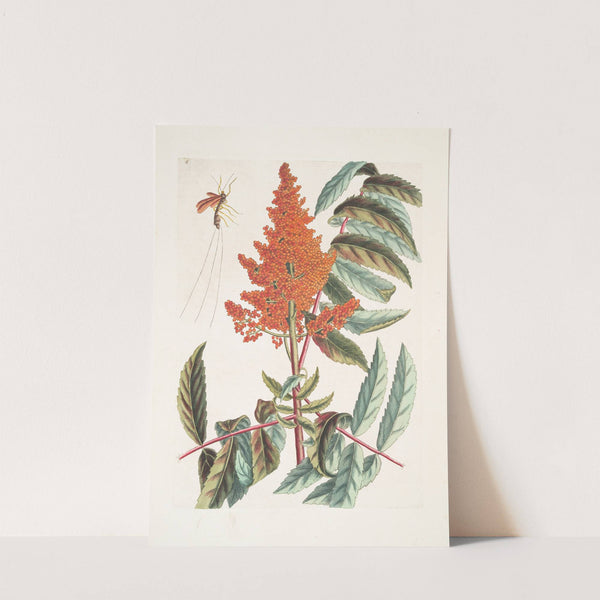 Vespa ichneumon tripilis Pensylvaniensis; Rhus glabrum Panicula speciosa coccinea. (1754) by Mark Catesby