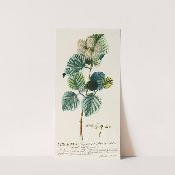 Viburnum by Georg Dionysius Ehret