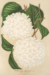 Viburnum plicatum