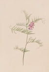 Vicia americana (ca. 1917-1918)