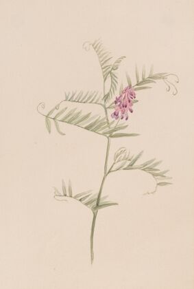 Vicia americana (ca. 1917-1918)