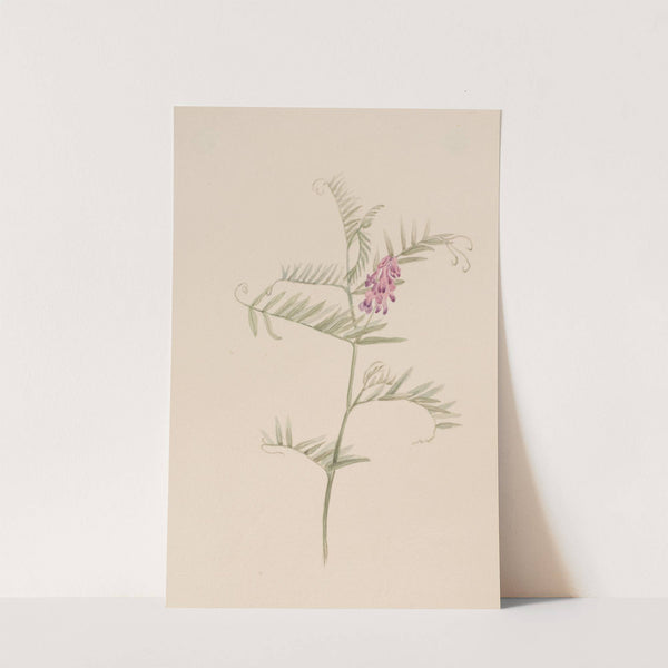 Vicia americana (ca. 1917-1918) by Mary Vaux Walcott