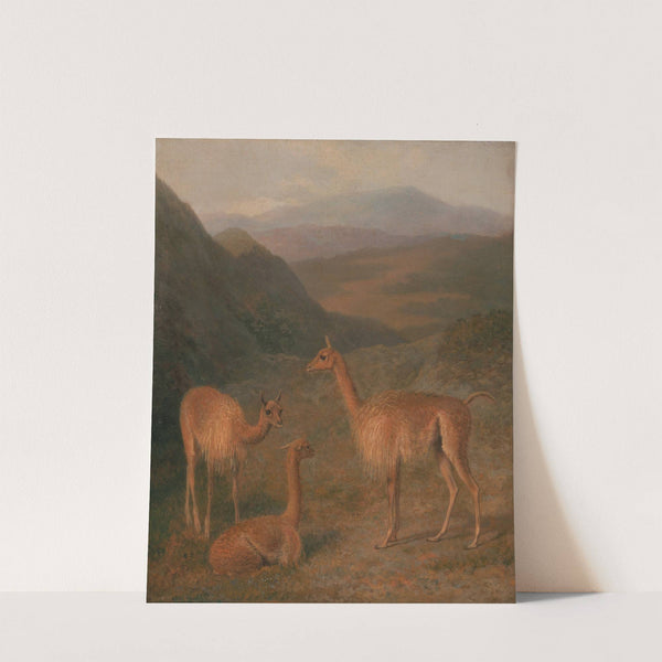 Vicunas by Jacques-Laurent Agasse