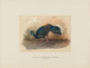 Vieillot’s Fire-backed Pheasant