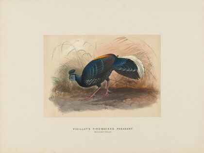 Vieillot’s Fire-backed Pheasant