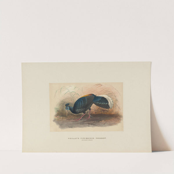 Vieillot’s Fire-backed Pheasant by Joseph Wolf