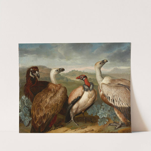 Vier Geier Verschiedener Art (1723) by Philipp Ferdinand de Hamilton