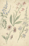 Vier studies van roze en blauwe bloemen