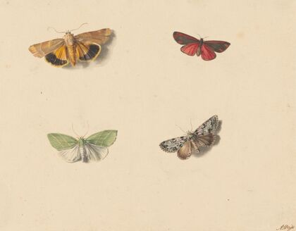 Vier vlinders