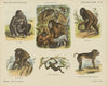 Vierhandige dieren (1875-1919)