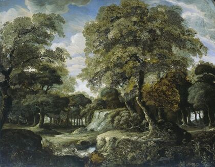 View in the Woods