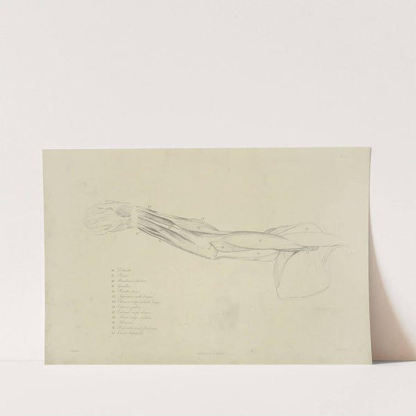 View of musculature of the arm by M.A. Nattali