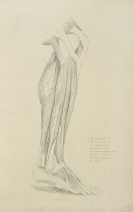 View of musculature of the leg 2
