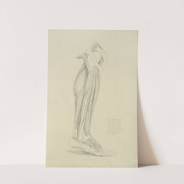 View of musculature of the leg 2 by M.A. Nattali