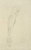 View of musculature of the leg from the front