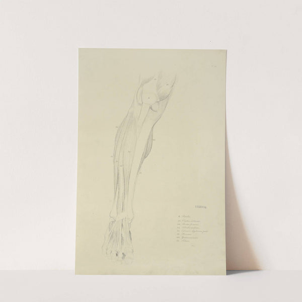 View of musculature of the leg from the front by M.A. Nattali