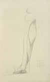 View of musculature of the leg