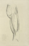 View of musculature of the upper leg and buttock