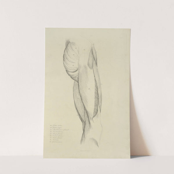 View of musculature of the upper leg and buttock by M.A. Nattali