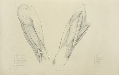 View of musculature of the upper leg