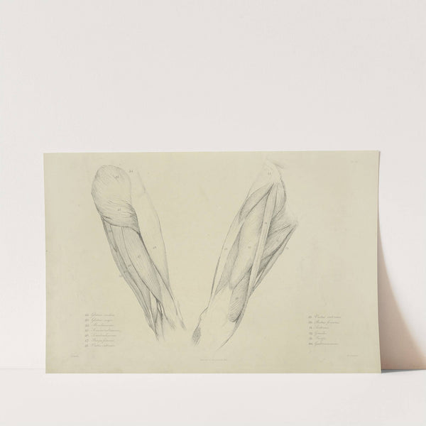 View of musculature of the upper leg by M.A. Nattali