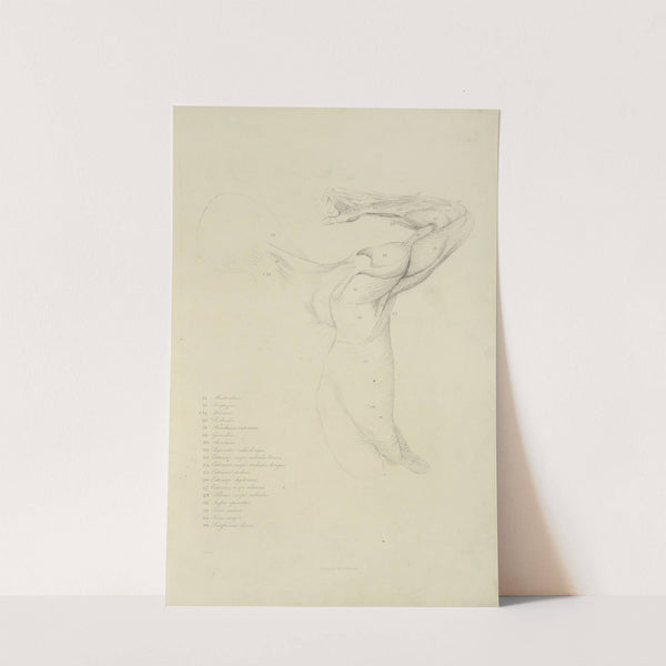 View of right arm and side of torso from the back by M.A. Nattali