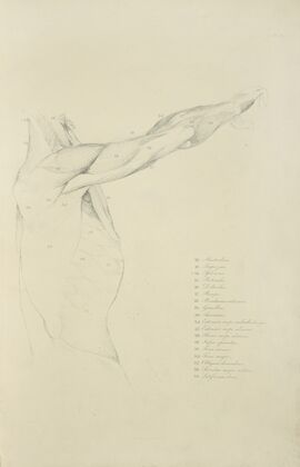 View of right arm and side of torso from the side