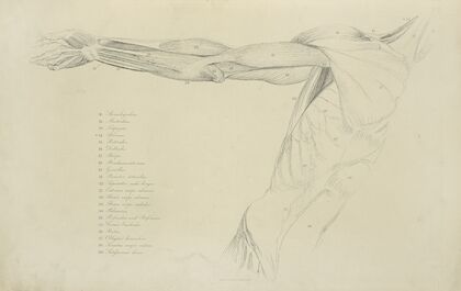 View of right arm and side of torso