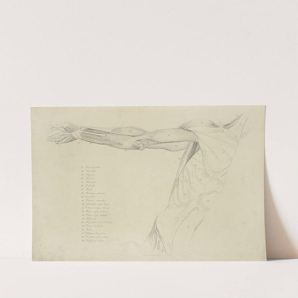 View of right arm and side of torso by M.A. Nattali