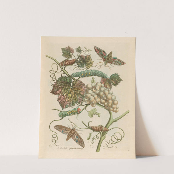 Vigne blanche d’Amerique (1719) by Maria Sibylla Merian