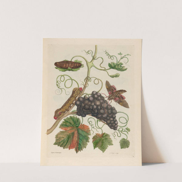 Vigne d’Amerique (1719) by Maria Sibylla Merian