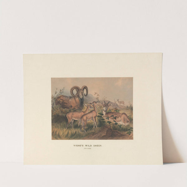 Vigne's Wild Sheep by Joseph Wolf