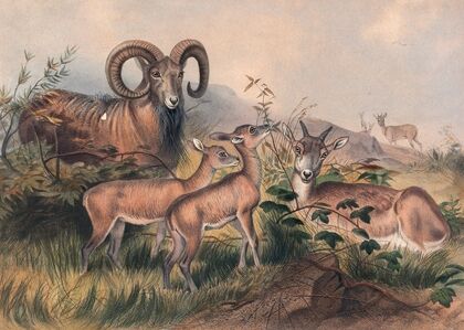 Vigne’s Wild Sheep