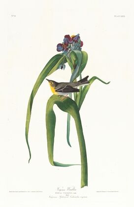Vigor’s warbler