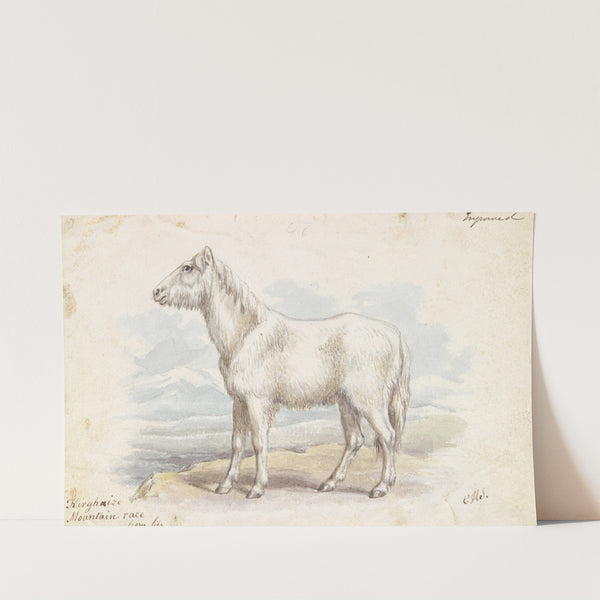 Villous Horse, Primeval White Stock (1837) by Charles Hamilton Smith