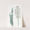 Villous-leaved Drimia by Sydenham Edwards