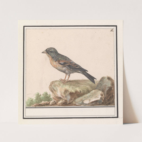 Vink (Fringilla) (1596-1610) by Anselmus Boëtius de Boodt
