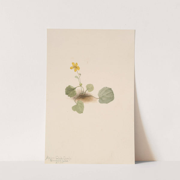 Viola orbiculata (1911) by Mary Vaux Walcott