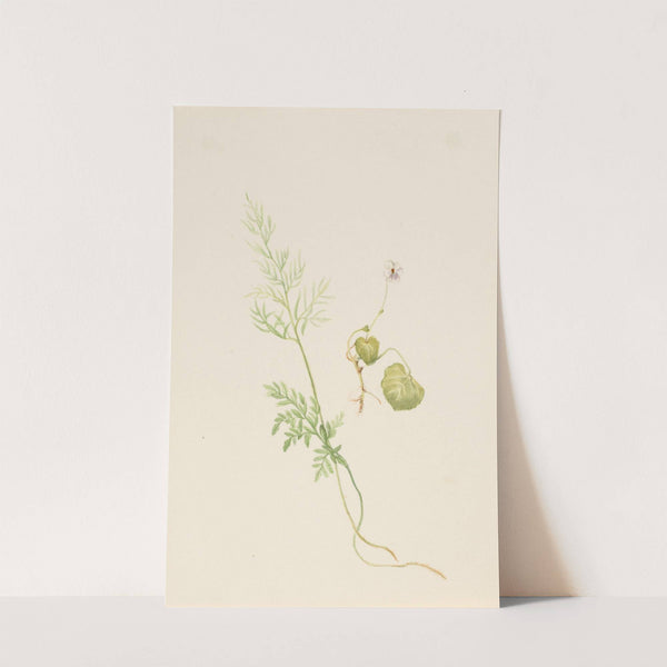 Viola palustris (ca. 1917-1918) by Mary Vaux Walcott