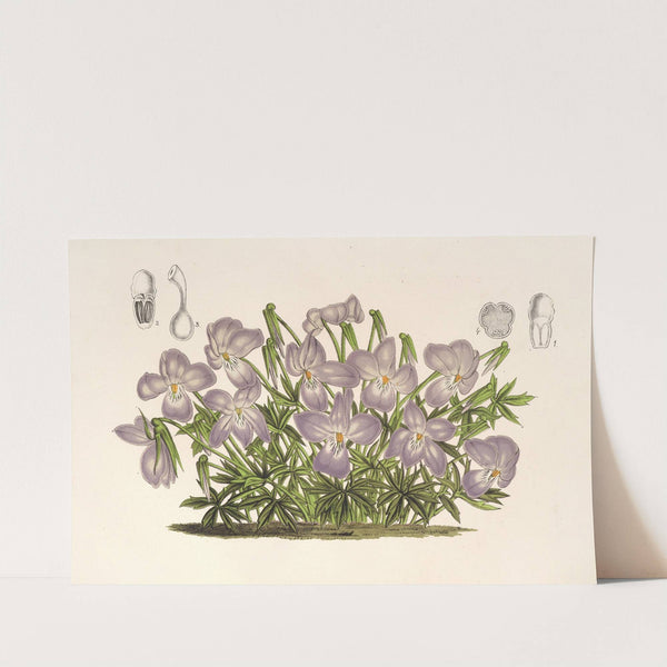 Viola pedata by Charles Antoine Lemaire