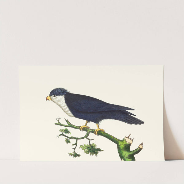 VIOLET-BLUE PARRAKEET by George Shaw