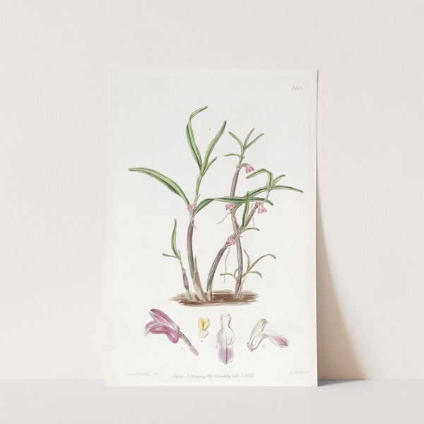 Violet Boatlip by Sydenham Edwards