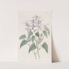 Violet Epimedium by Sydenham Edwards