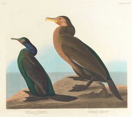 Violet-green cormorant
