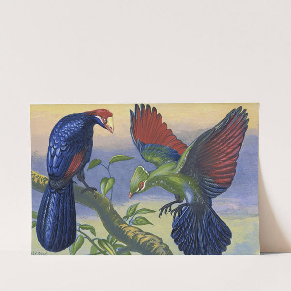 Violet Plantain Eater and White Crested Turacu by Thomas Waterman Wood