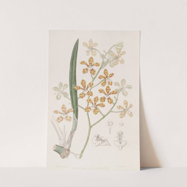 Violet-scented Cleisostome (1815-1819) by Sydenham Edwards