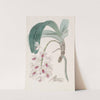 Violet Vanda by Sydenham Edwards