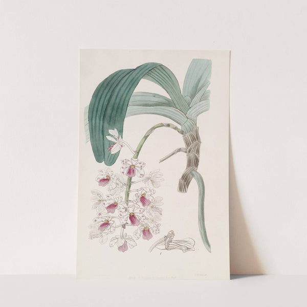 Violet Vanda by Sydenham Edwards