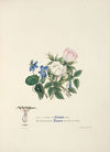Violets and roses