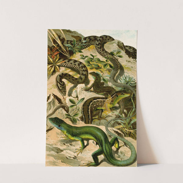 Vipera aspis, Lacerta viridis by Bruno Dürigen